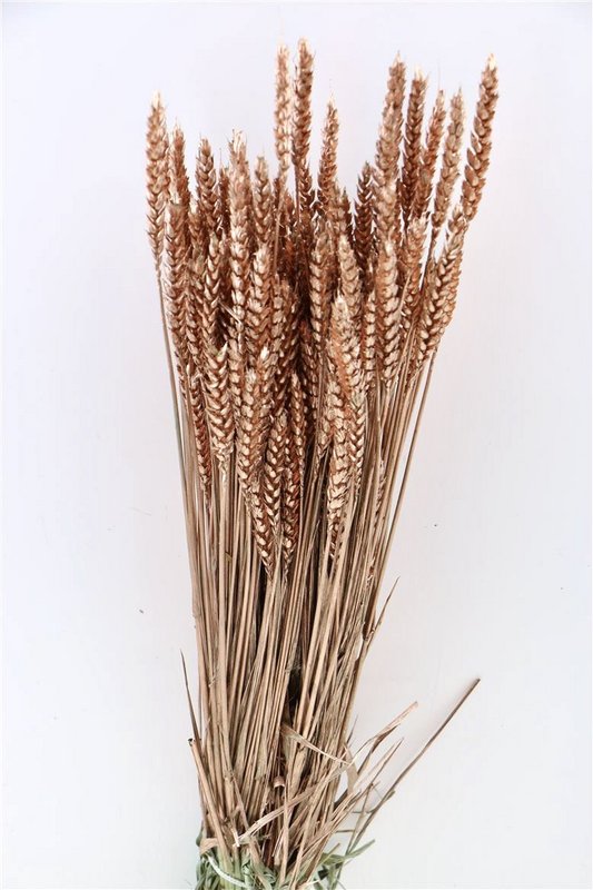 Triticum Koper