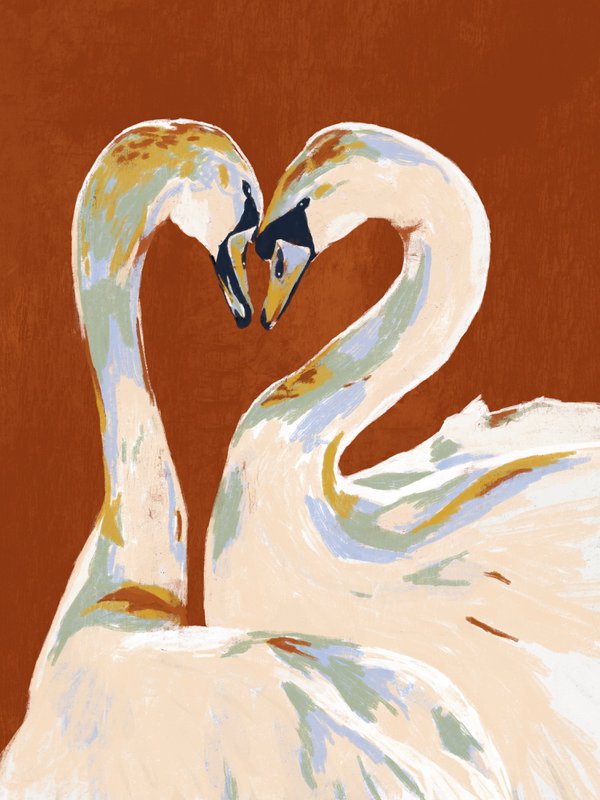 Love swans