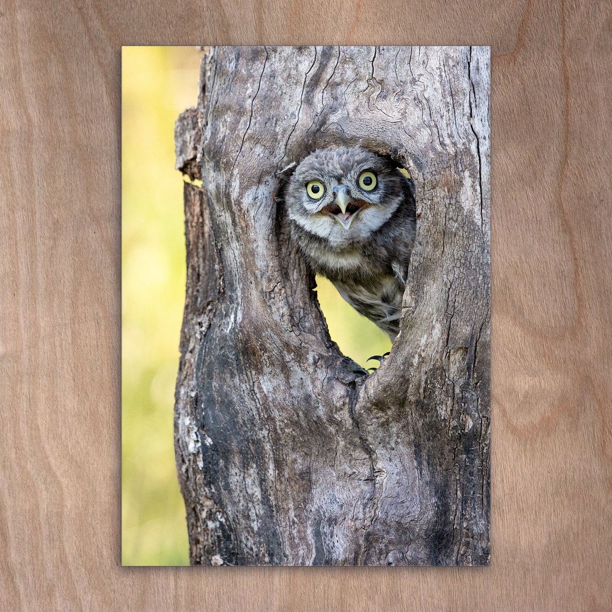 Carte postale, carte postale, 0492 petit hibou, chouette