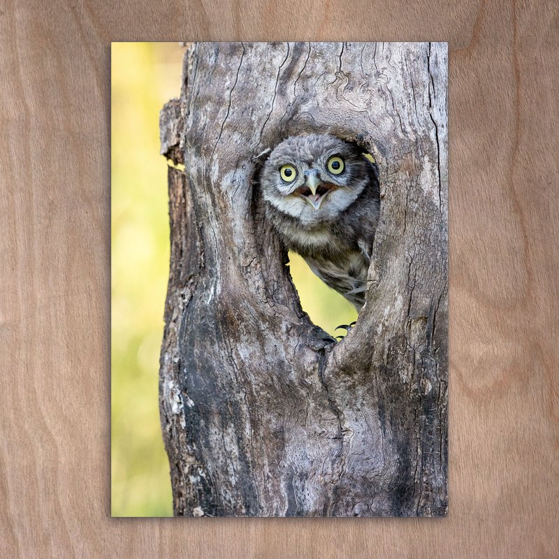 Carte postale, carte postale, 0492 petit hibou, chouette