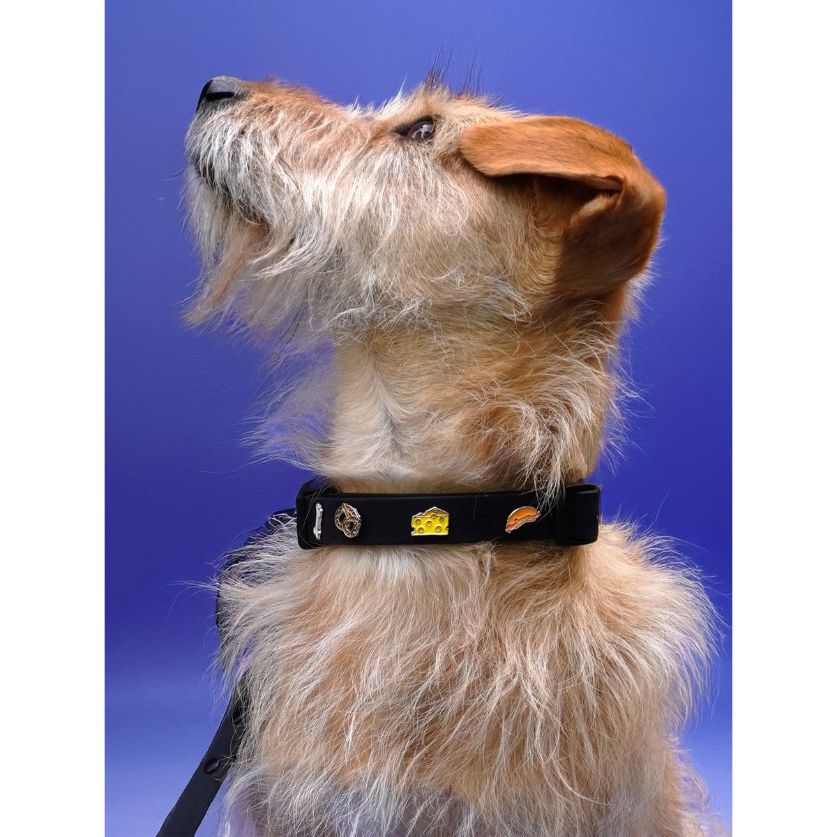Cheese dog collar trailer