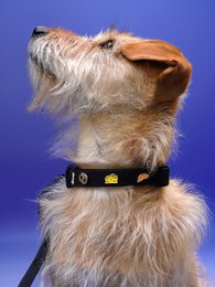 Trailer del collare per cani di formaggio