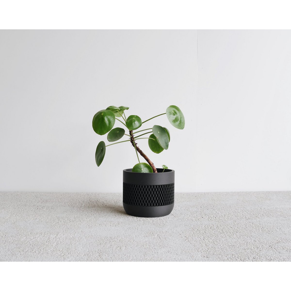 MAT Kamerplanter
