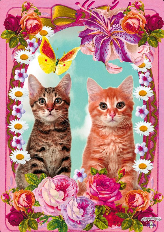 Poster Chats, 5 pièces