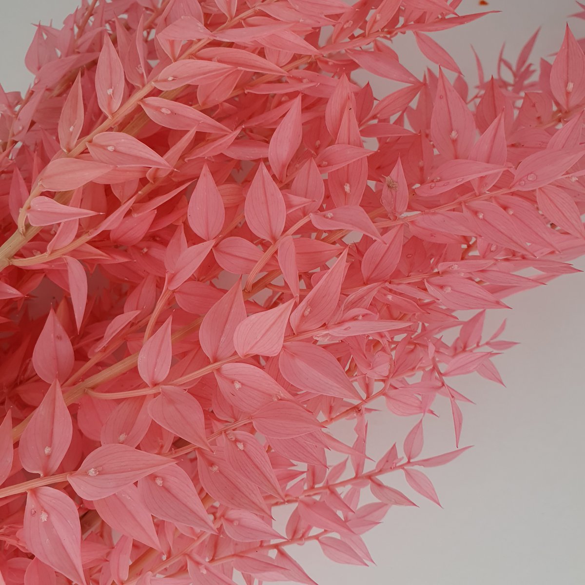 Ruskus Dalio zart rosa 300g