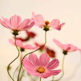 Card to plant | Happy Mother's Day | Cosmos