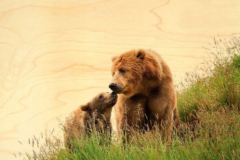 CARTE POSTALE BOIS ANIMAUX OURS MAMAN ET BÉBÉ