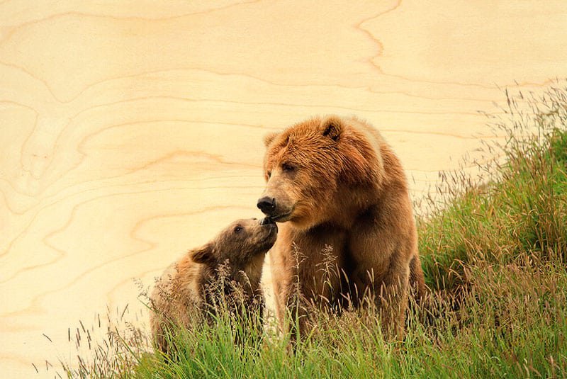 CARTE POSTALE BOIS ANIMAUX OURS MAMAN ET BÉBÉ