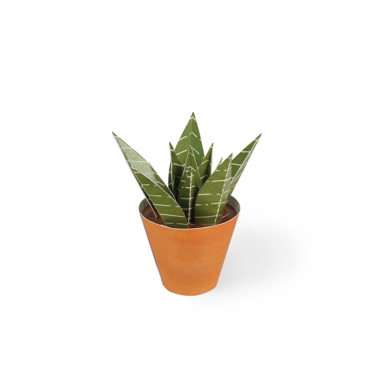 Haworthia limifolia Carte postale