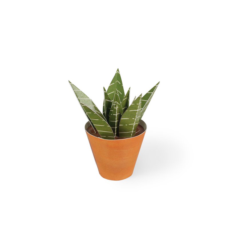 Haworthia limifolia postkort