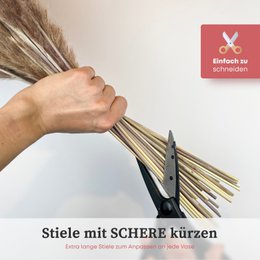 Pampasgras braun weiß 30 Stück