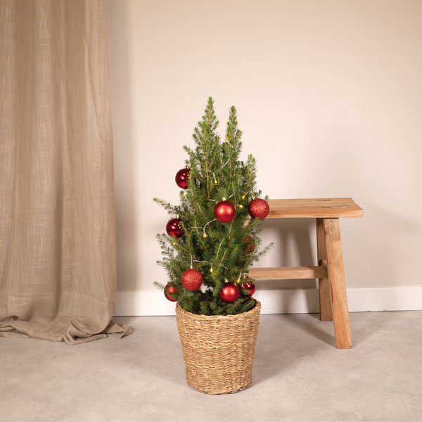 Picea Glauca Conica - Ø21cm - ↕80cm - Red - Ø21 - ↨80cm