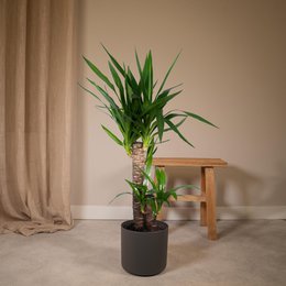 Yucca Elephantipes - Palm Lily - Ø17cm - ↕85cm