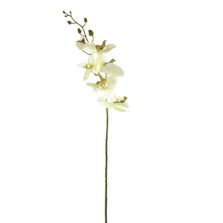 Orchid - Soft Green - 85cm
