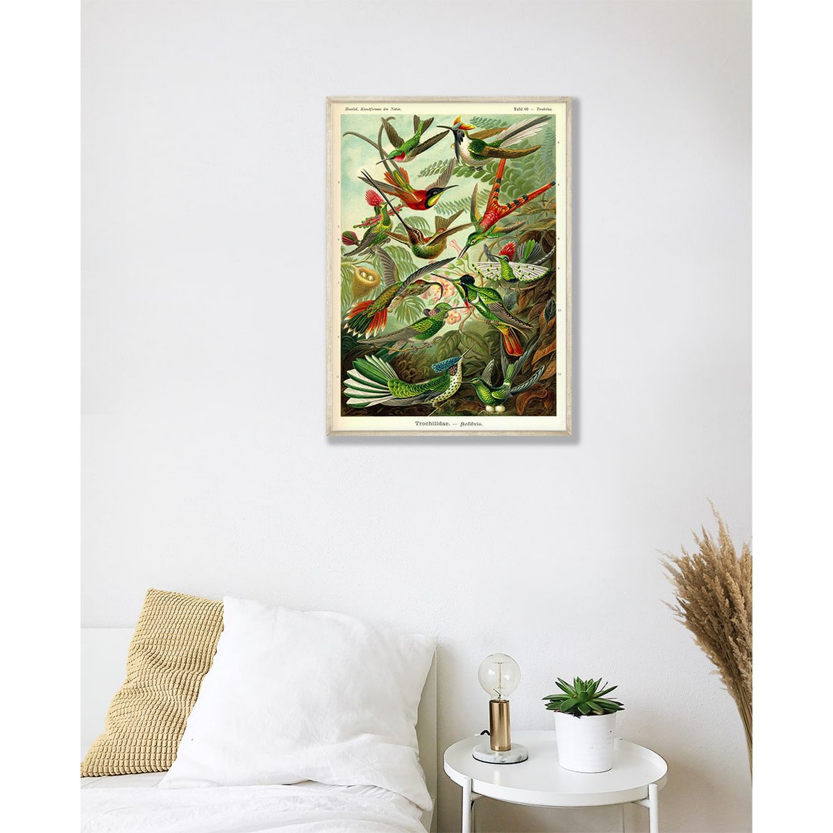 Poster Enst Haeckel - Colibrì