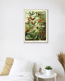Poster Enst Haeckel - Colibrì