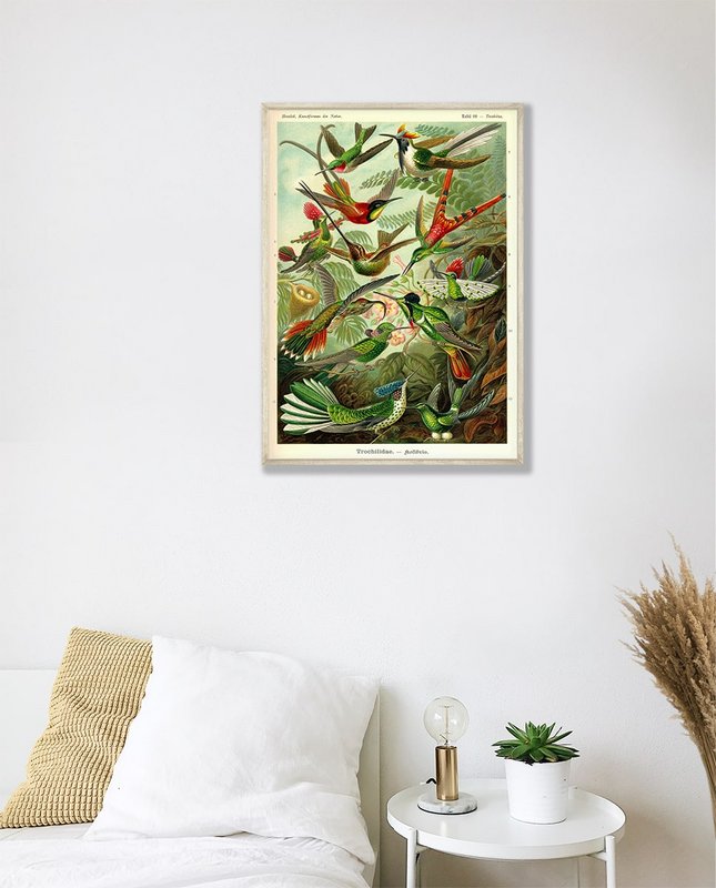 Poster Enst Haeckel - Colibrì
