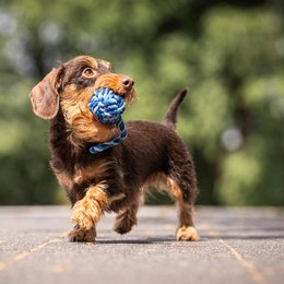 Mini sling ball - cult toy for dogs