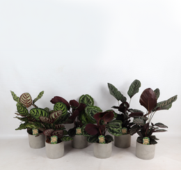 Farverig Mix Industrial Jolijn 14 cm potte