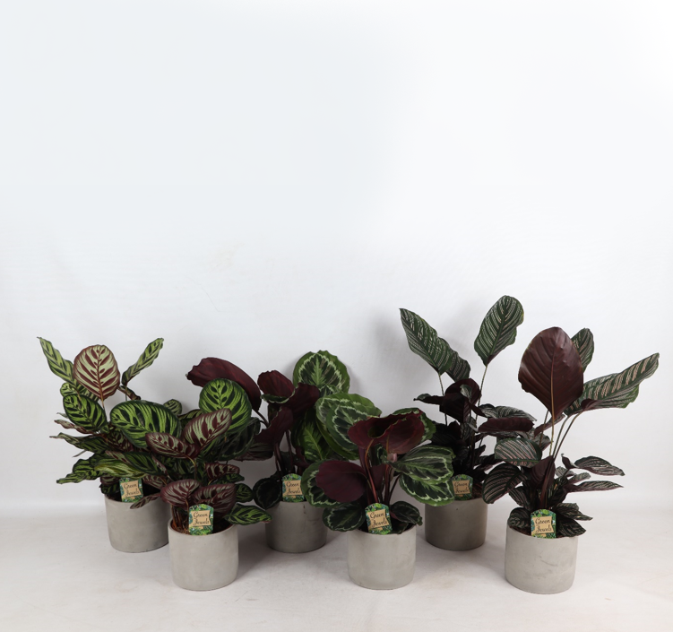 Farverig Mix Industrial Jolijn 14 cm potte