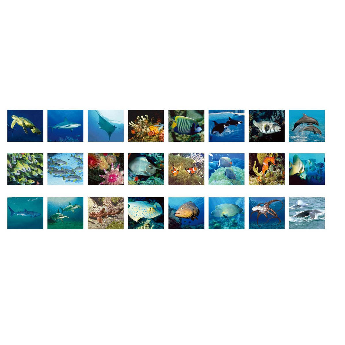 Picmax Viewer - Zeedieren
