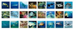 Visor Picmax - Zeedieren