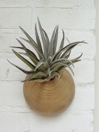 Emisfero - Rovere chiaro