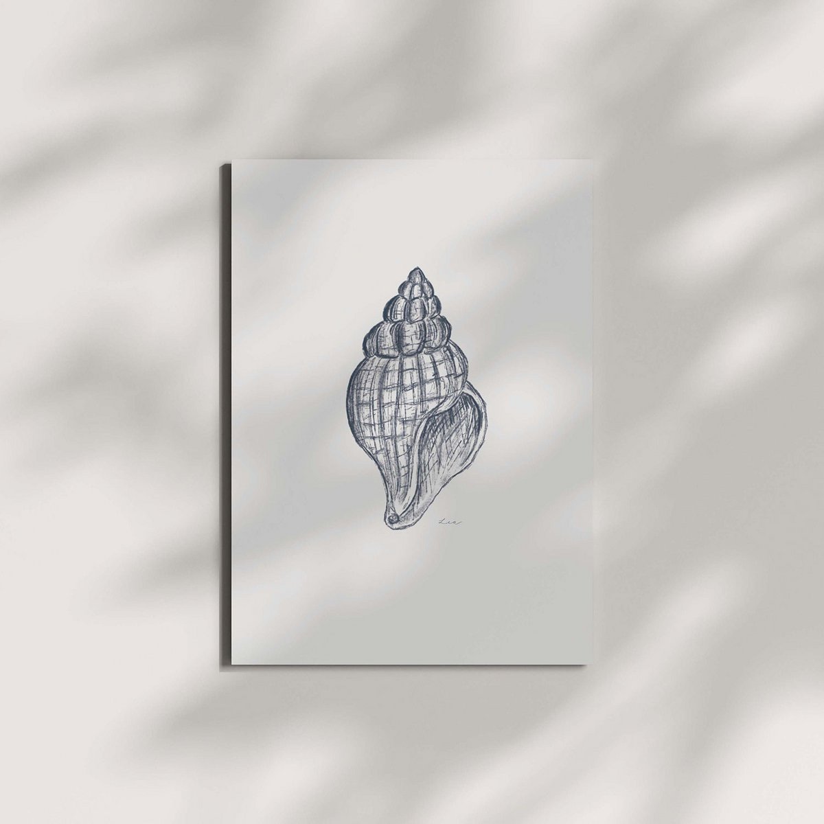 Postcard whelk