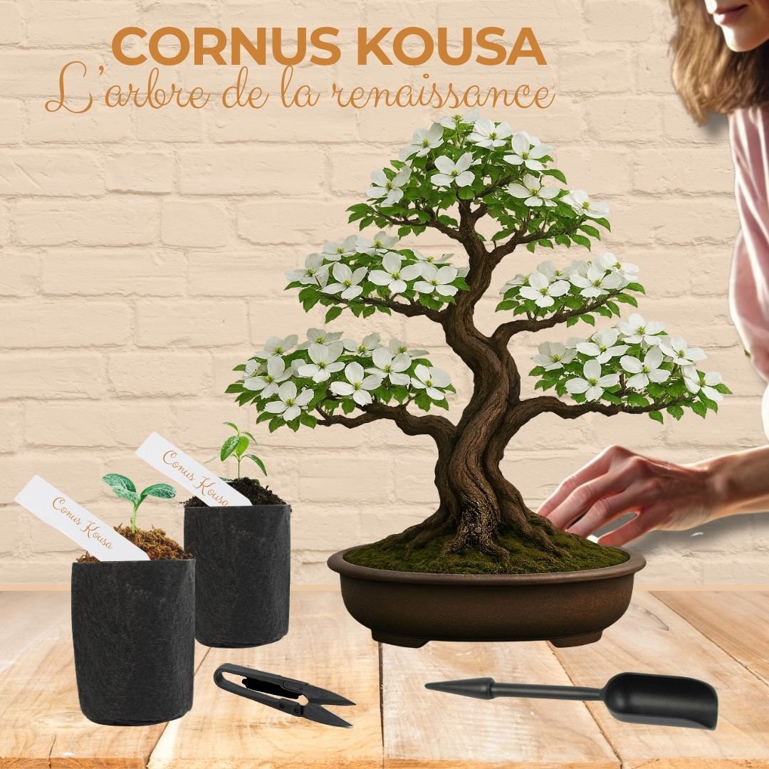 Cultivea - Kit First Bonsai - Kit de première culture de bonsaï avec accessoires | Idée cadeau Originale