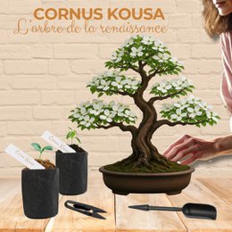 Kultiviert - First Bonsai Kit - First Bonsai Culture Kit mit Accessoires | Originalgeschenkidee