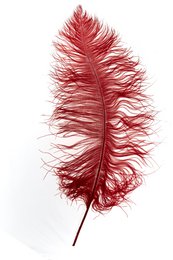  A vibrant red ostrich feather with a fluffy, wispy texture. This decorative feather could be used for a variety of seasonal or festive displays.
