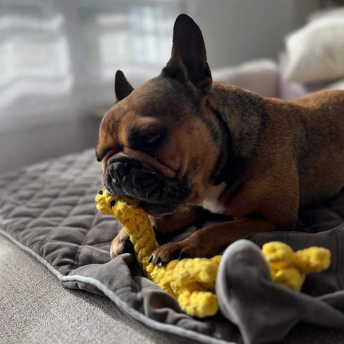 Greta Giraffe - cultspeelgoed voor honden