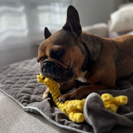 Greta Giraffe - cultspeelgoed voor honden