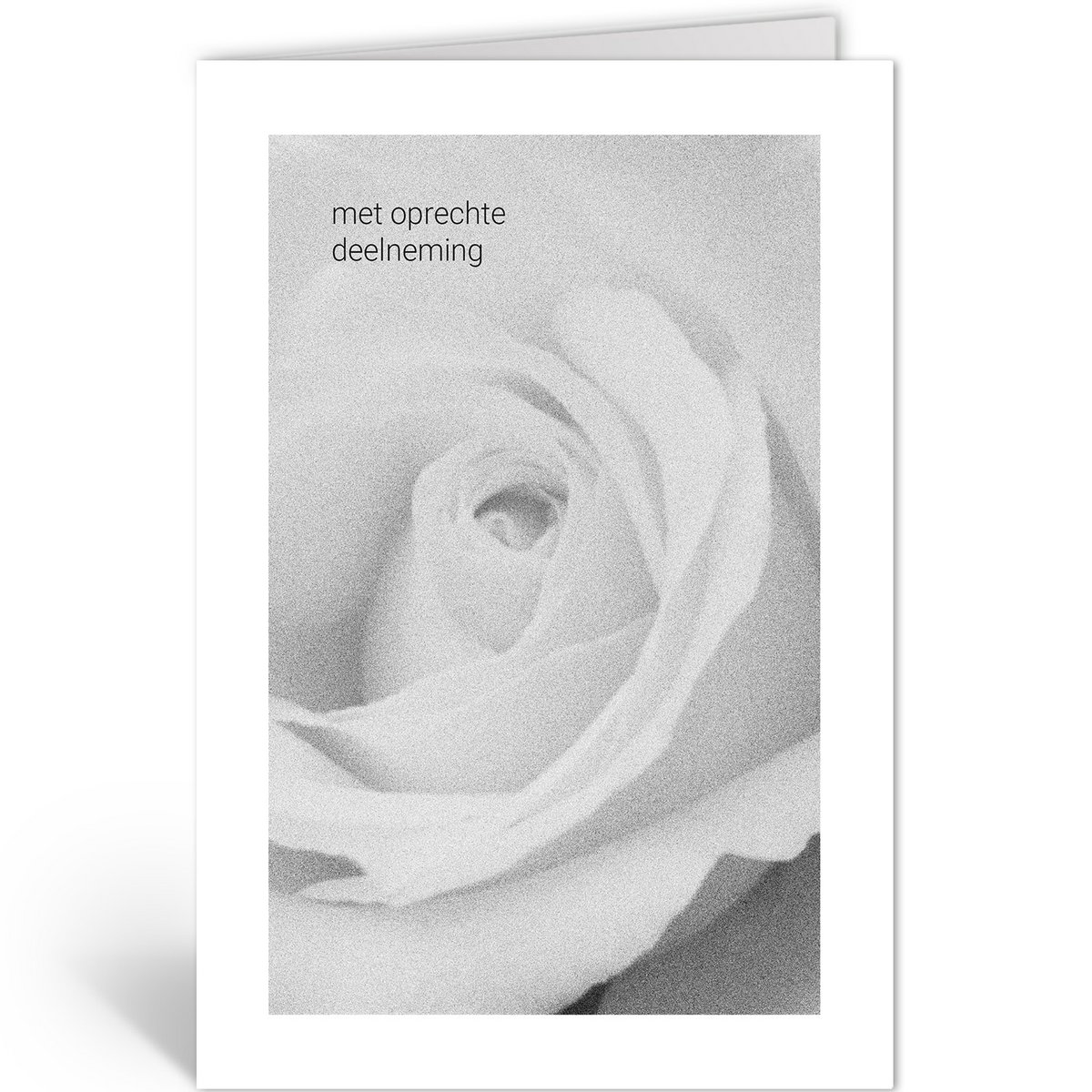 DLN404 - Weiße Rose