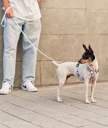 Geschirr aus recyceltem PET, blaues Vichy-Design, Juno