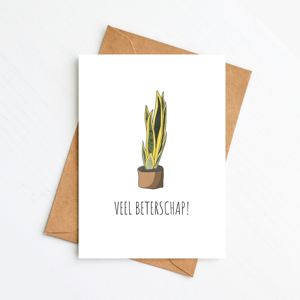 Sanseveria