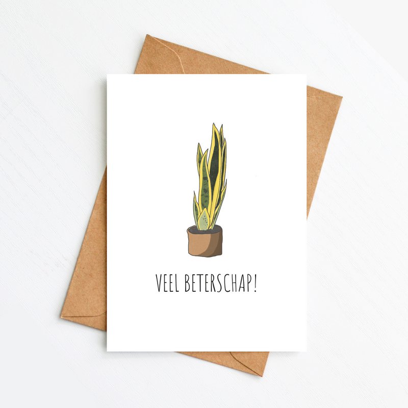 Sanseveria