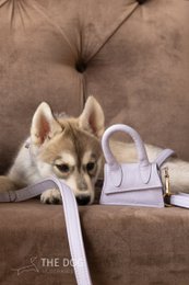 Dog leash with brass finish - Classic - Lilac Purple