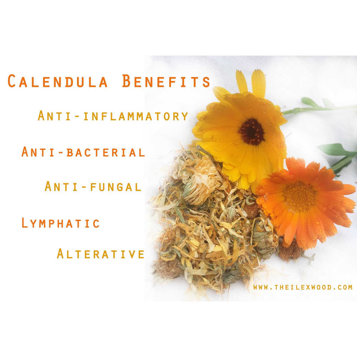 Calendula Salve - 100ml