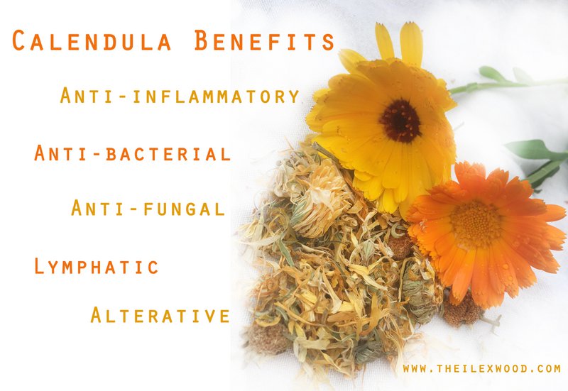 Calendula Salve - 100ml