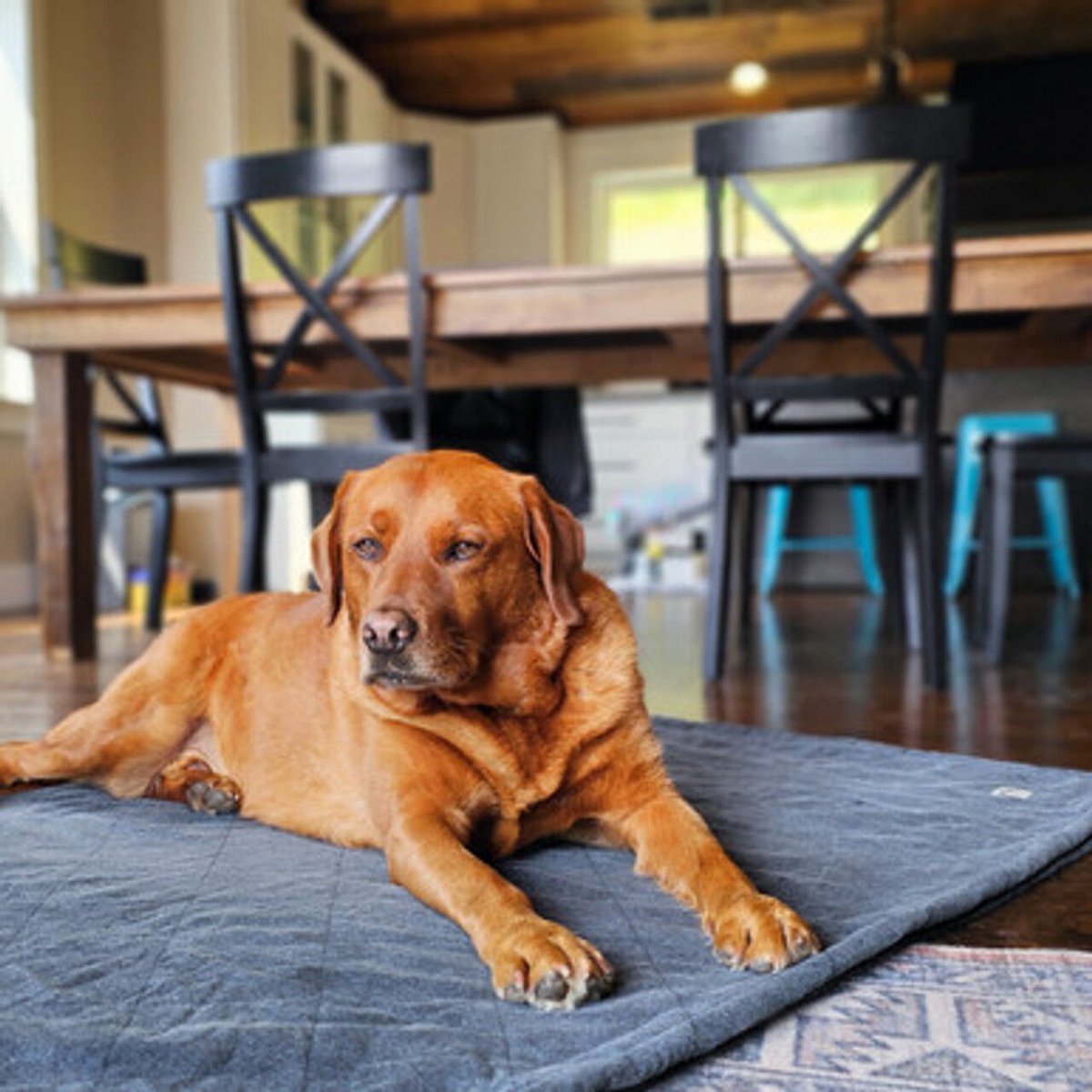 Couverture biologique écologique pour animaux de compagnie Molly Mutt - Dragonstone (bleu indigo) | Lavable, envers en polaire, matelassé, non toxique 100 % coton, 2 tailles.