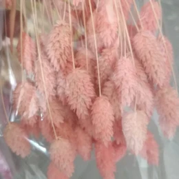 Weißer Phalaris-Trockenblumenstrauß