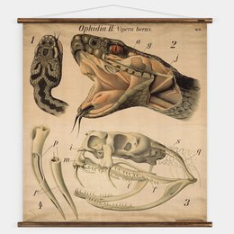 Pfurtscheller Snake Wall Chart