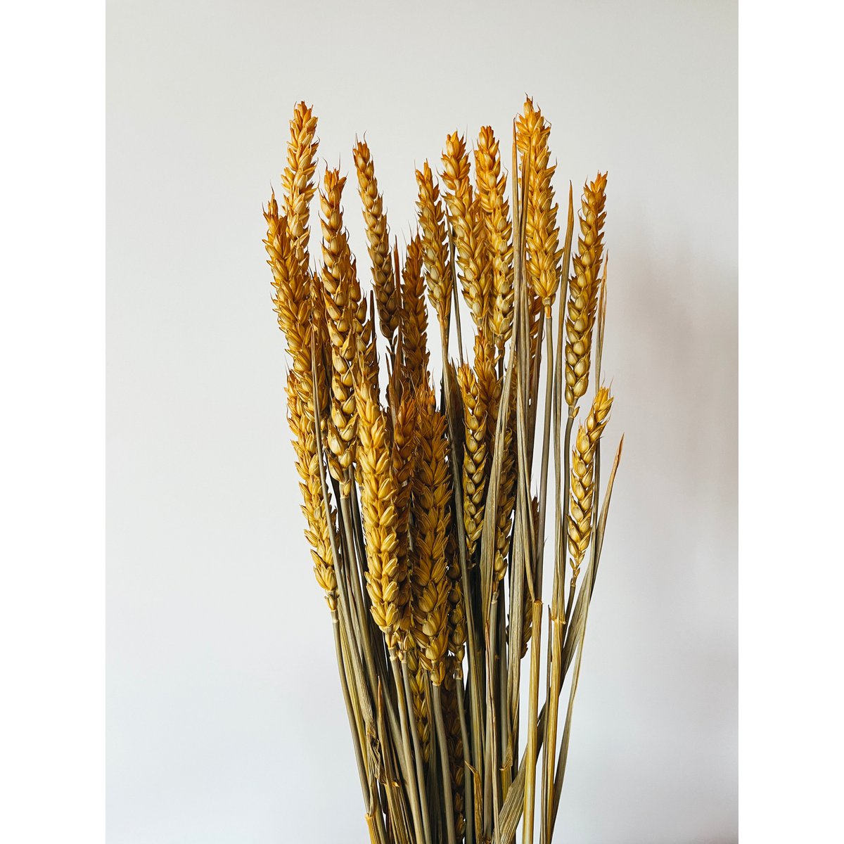 Weizengelbe Trockenblumen