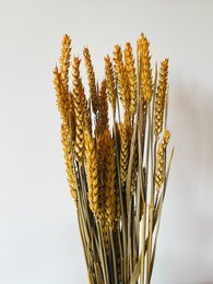 Weizengelbe Trockenblumen