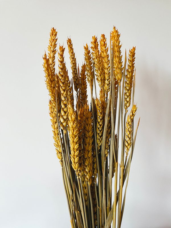 Weizengelbe Trockenblumen