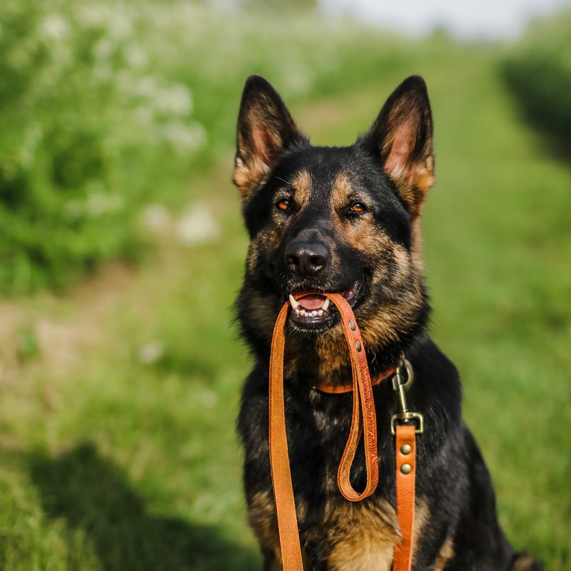 No fuss dog leash | Camel