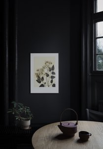 Clematis ochre green 50x70 cm