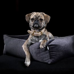 GLAM CLASSIC HUNDEBETT
