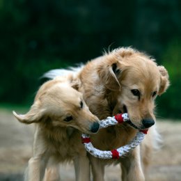 Rita redningskrans - kultlegetøj til hunde
